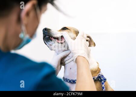 Crop Arzt in Handschuhen Untersuchung Zähne des gehorsamen Hund während Arbeiten in zeitgenössischen Tierarzt Klinik auf weißem Hintergrund Stockfoto