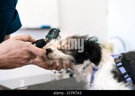 Crop Arzt in Handschuhen Untersuchung Auge des gehorsamen Hund, während Arbeiten in zeitgenössischen Tierarzt Klinik auf weißem Hintergrund Stockfoto