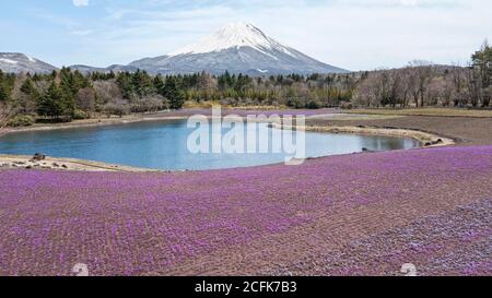 Mount Fuji hinter dem blühenden Moos Phlox am Shibazakura Park. Stockfoto