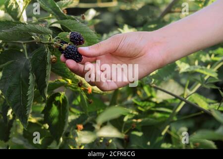Ernte. Hand sammelt große saftige reife Beeren von Bio-Brombeeren aus dem Busch, Nahaufnahme Stockfoto