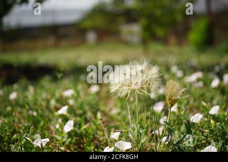 Flauschige Löwenzahn Blume und Birke Bindenweed Blumen wachsen in der Sonniger Garten Stockfoto