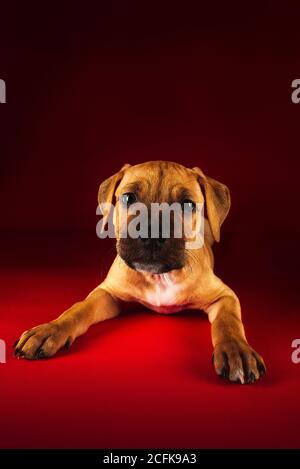 Niedlicher Welpe von American Pit Bull Terrier liegt auf dem Boden Im Studio auf rotem Hintergrund Stockfoto