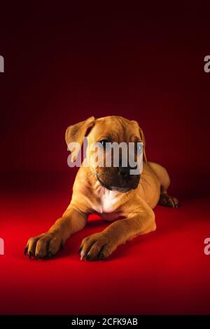 Niedlicher Welpe von American Pit Bull Terrier liegt auf dem Boden Im Studio auf rotem Hintergrund Stockfoto