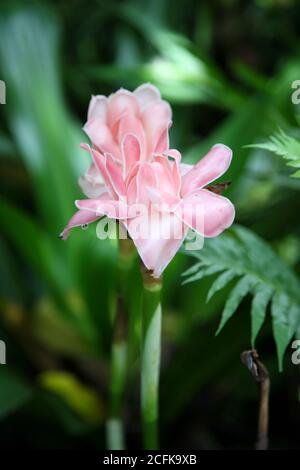 Etlingera elatior (Fackel Ingwer) im Sommergarten Stockfoto