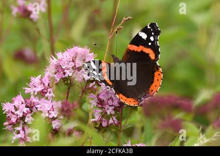 Roter Admiral Schmetterling auf rosa Wildblumen. Hertfordshire, England, Großbritannien. Stockfoto