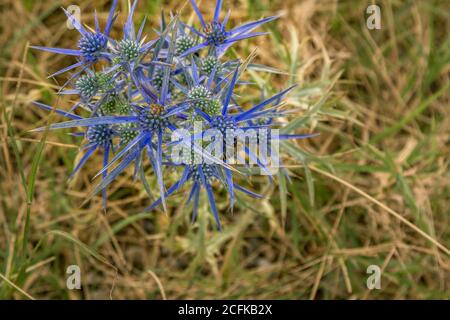 Blühende Eringum (Eryngium) oder Sea Holly Wildpflanze mit Biene auf der Blüte und blauen Blättern – Dornen, die auf der Wiese wachsen. Stockfoto