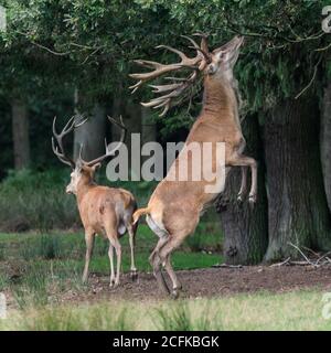 Dülmen, Deutschland. September 2020. Ein schlauer Rothirsch (Cervus elaphus) mit beeindruckendem Geweih steht auf seinen Hinterbeinen und streckt sich, um Eicheln von einer Eiche abzuschütteln. Die Hirsche, die derzeit noch friedlich beisammen grasen, werden bald ihre mächtigen Kämpfe beginnen, wenn die Brunftzeit beginnt. Kredit: Imageplotter/Alamy Live Nachrichten Stockfoto