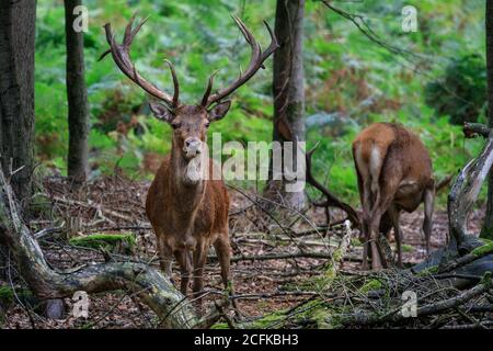 Dülmen, Deutschland. September 2020. Zwei jüngere Hirsche (Cervus elaphus) beobachten die älteren Männchen aus der Ferne. Die Hirsche, die derzeit noch friedlich beisammen grasen, werden bald ihre mächtigen Kämpfe beginnen, wenn die Brunftzeit beginnt. Kredit: Imageplotter/Alamy Live Nachrichten Stockfoto