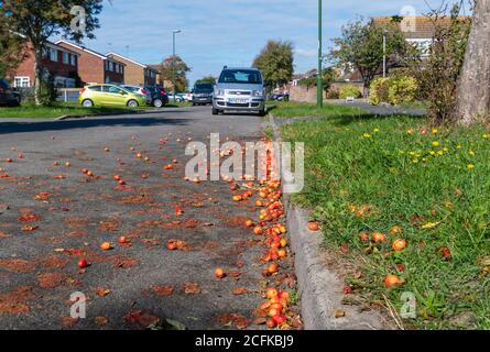 Früchte vom Crab Apple (Crabapple) Baum (Malus sylvestris) vom Baum gefallen und in der Straße im Herbst in West Sussex, England, Großbritannien gequetscht. Krabbenäpfel. Stockfoto