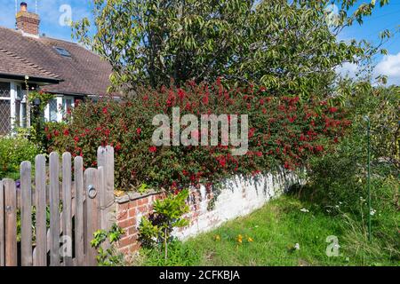 Blühender Fuchsia Strauch im Spätsommer / Frühherbst (September) auf einem Zaun vor einem Haus in England, Großbritannien. Stockfoto