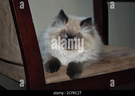 Itty bitty Himalayan Kätzchen spielen auf einem Stuhl Stockfoto