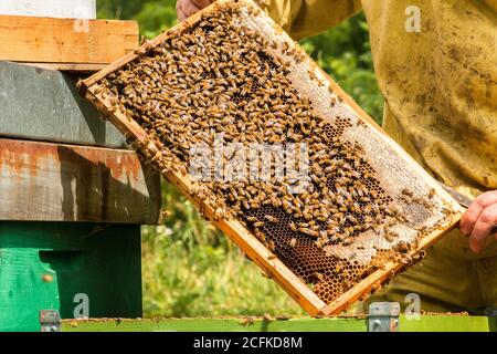 Imker arbeitet mit Bienen und Bienenstöcken auf der Imkerei. Bienenzuchtkonzept. Stockfoto