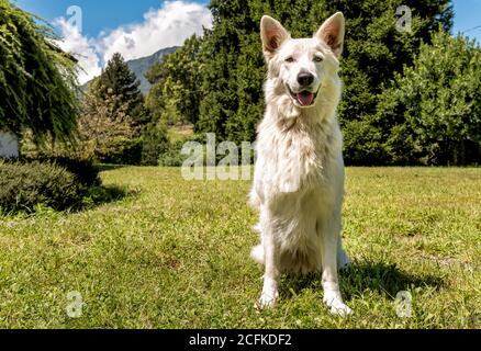 Weißer Schweizer Schäferhund sitzt auf dem Gras. Stockfoto