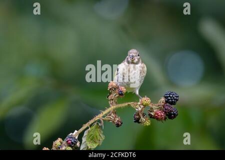 Goldfinch thront auf einem Bramble Ast Stockfoto