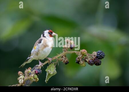 Goldfinch thront auf einem Bramble Ast Stockfoto