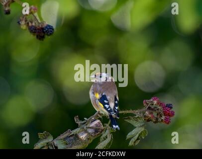 Goldfinch thront auf einem Bramble Ast Stockfoto