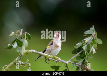 Goldfinch thront auf einem Zweig Stockfoto