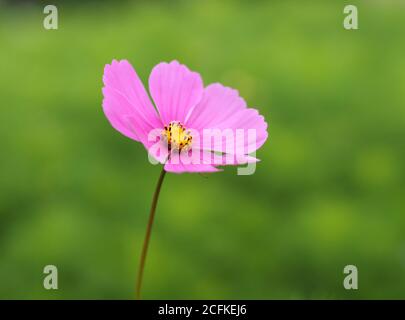 Cosmos bipinnatus, auch bekannt als Cosmea oder Mexican Aster Stockfoto