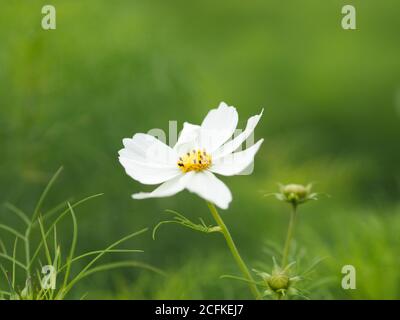 Cosmos bipinnatus, auch bekannt als Cosmea oder Mexican Aster Stockfoto