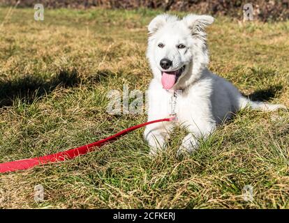 Weißer Schweizer Schäferhund mit roter Leine auf dem Gras liegend. Stockfoto