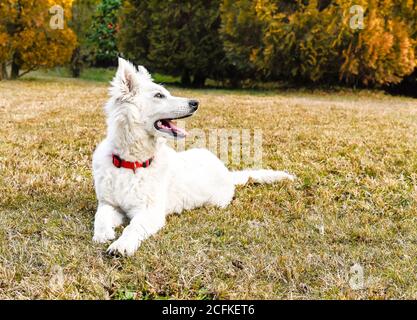 White Swiss Shepherd Welpe Hund auf dem Gras liegen. Stockfoto