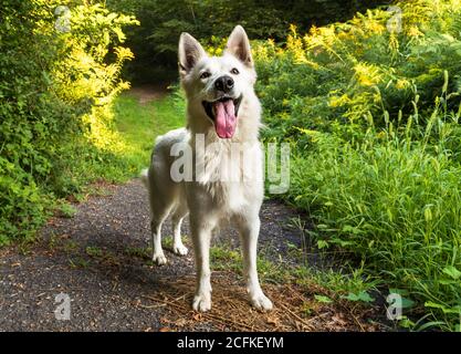 Weißer Schweizer Schäferhund steht im Park. Stockfoto