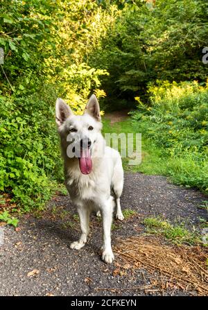 Weißer Schweizer Schäferhund steht im Park. Stockfoto