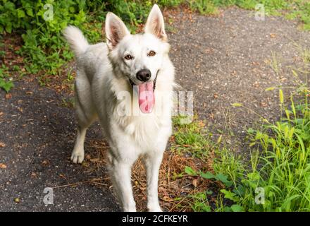 Weißer Schweizer Schäferhund steht im Park. Stockfoto