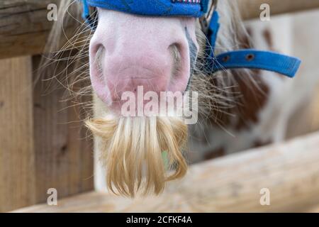 Ein Kopf eines Welsh Cob Hengst über einen Zaun. Stockfoto