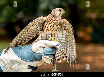 Falcon auf Handlers Hand mit offenen Flügeln. Stockfoto