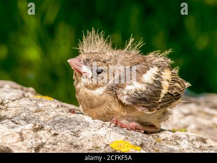 Blackbird Küken aus dem Nest im Garten. Stockfoto