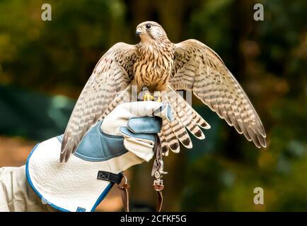 Falcon auf Handlers Hand mit offenen Flügeln. Stockfoto