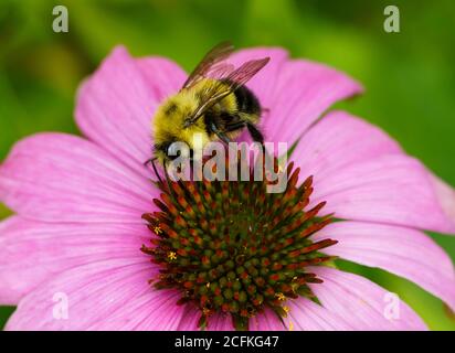 Eine Hummel auf einer Echinacea Blume. Stockfoto