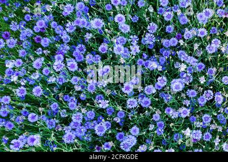 Blick von oben auf viele blühende Kornblumenblüten in der Garten Stockfoto