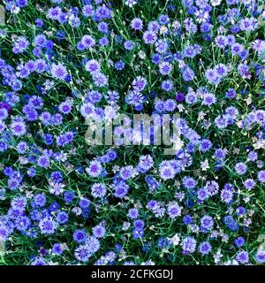 Blick von oben auf viele blühende Kornblumenblüten in der Garten Stockfoto