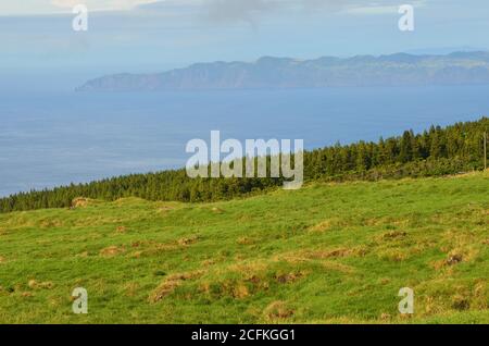 Nadelbewaldung auf der Insel Pico, Azoren-Archipel, Portugal Stockfoto