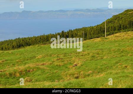 Nadelbewaldung auf der Insel Pico, Azoren-Archipel, Portugal Stockfoto