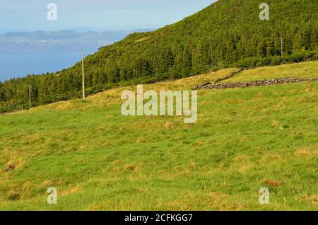 Nadelbewaldung auf der Insel Pico, Azoren-Archipel, Portugal Stockfoto