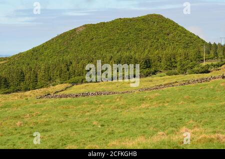 Nadelbewaldung auf der Insel Pico, Azoren-Archipel, Portugal Stockfoto