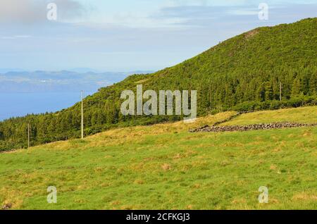 Nadelbewaldung auf der Insel Pico, Azoren-Archipel, Portugal Stockfoto