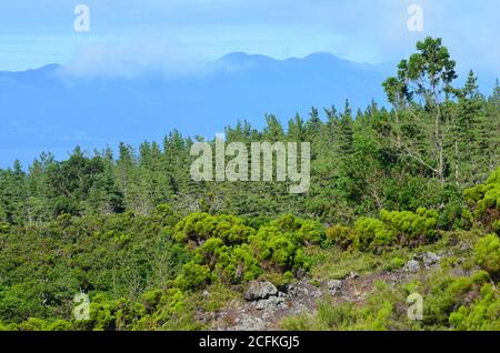 Nadelbewaldung auf der Insel Pico, Azoren-Archipel, Portugal Stockfoto