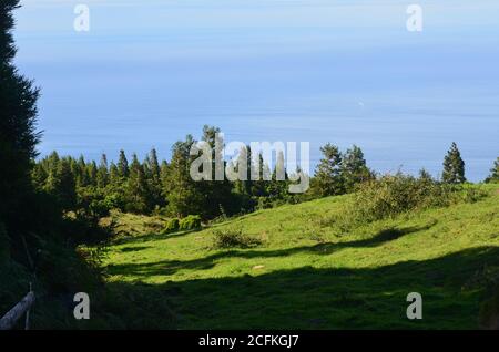 Nadelbewaldung auf der Insel Pico, Azoren-Archipel, Portugal Stockfoto