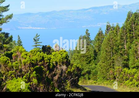 Nadelbewaldung auf der Insel Pico, Azoren-Archipel, Portugal Stockfoto