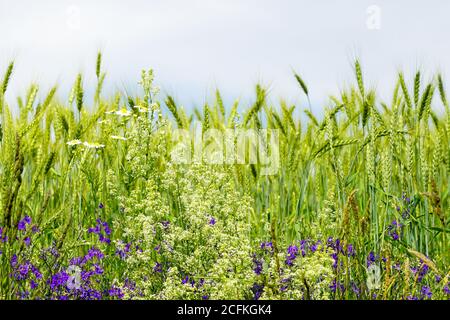 Blick auf die Wiese mit Roggenohren und verschiedenen Blühen Blumen auf dem Land Stockfoto