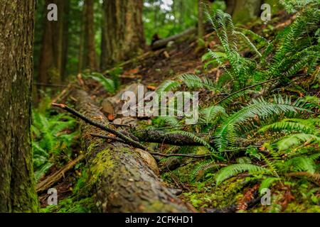 Moosig gefallener Stamm und Farnwedel zwischen den Pinien an einem regnerischen Tag im Lynn Canyon Park Wald in Vancouver, Kanada Stockfoto