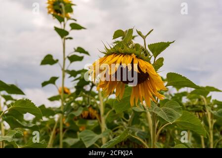 Sonnenblumenblüte mit dem Kopf nach unten, die nach der Blüte merklich zu verwelken beginnt Stockfoto