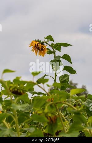 Sonnenblumenblüte mit dem Kopf nach unten, die nach der Blüte merklich zu verwelken beginnt Stockfoto