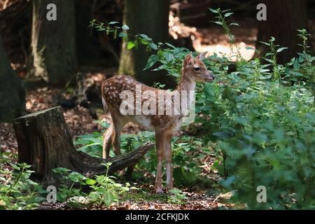 Rehe Rehkitz im Wald. Niedliches kleines Bambi im Wald. Stockfoto