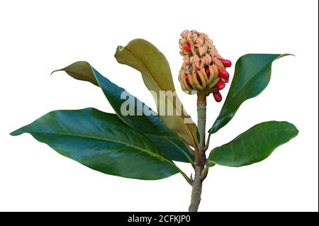 Herbst. Eine Magnolie ( Magnolia grandiflora ) Frucht mit Samen und Blättern. Isoliert auf weißem Hintergrund Stockfoto