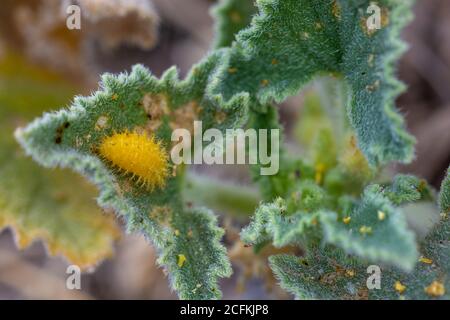 Melone Marienkäfer Larve (Henosepilachna argus) Auf einem Gherkin des Teufels Blatt Stockfoto